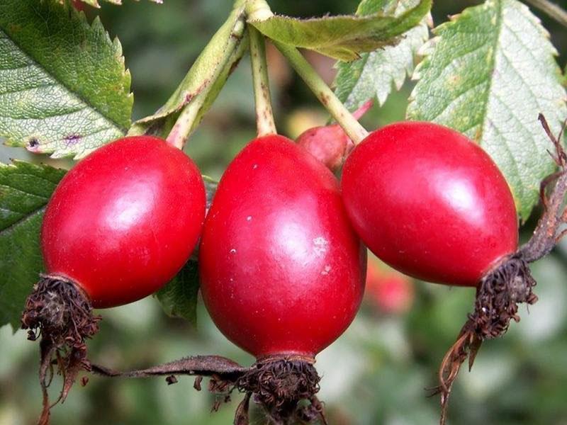 fruta de la rosa del perro