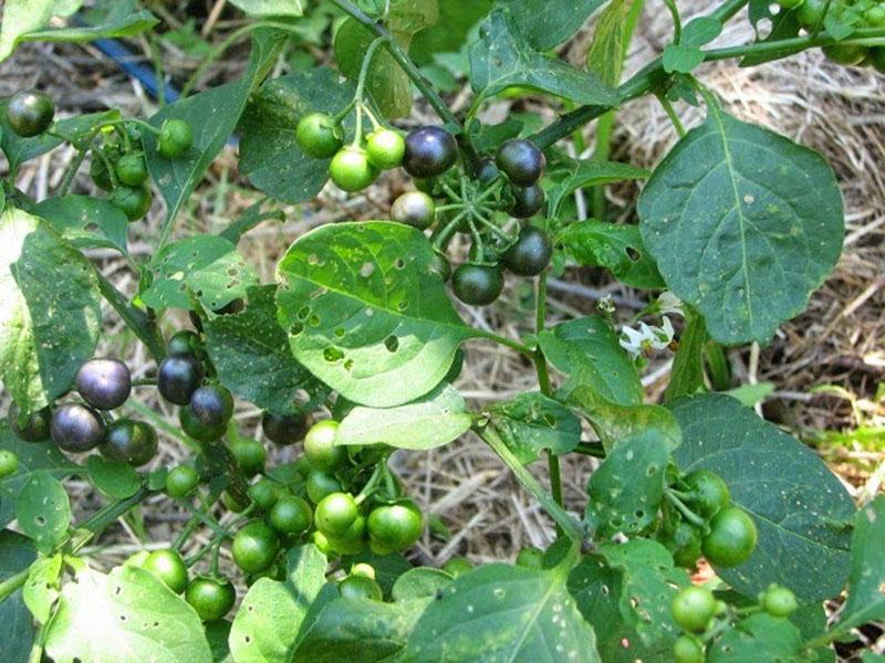 baies de myrtille en médecine populaire