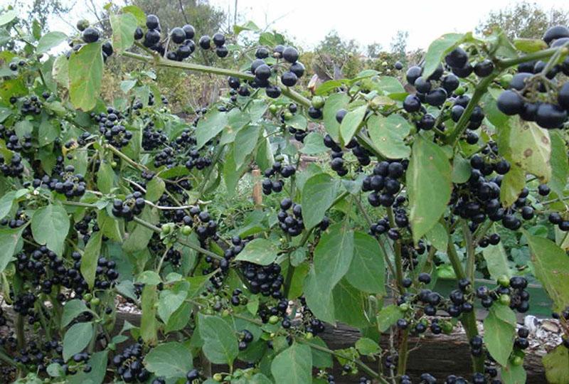 sunberry ensoleillé à leur chalet d'été