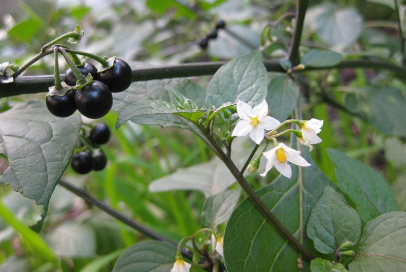 myrtille en fleurs