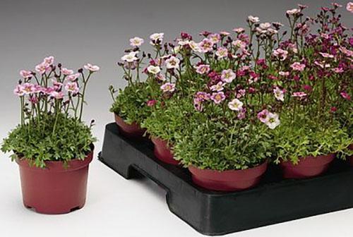 faire pousser des semis de saxifrage