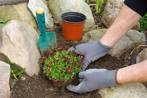 plantation de saxifrage en pleine terre