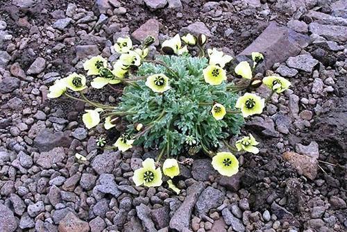 saxifrage au lait