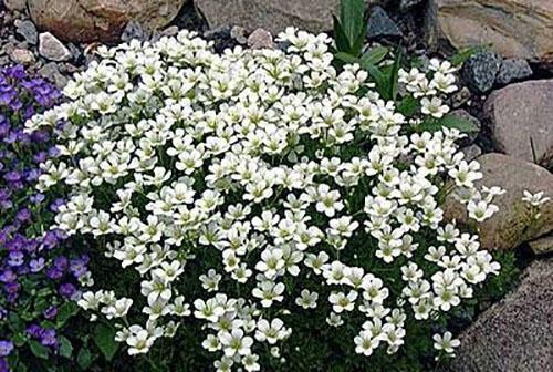 saxifrage de gazon