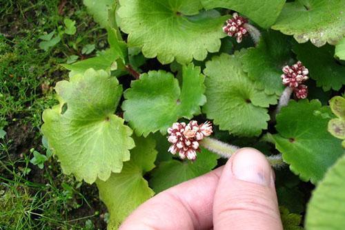 saxifrage de Mandchourie