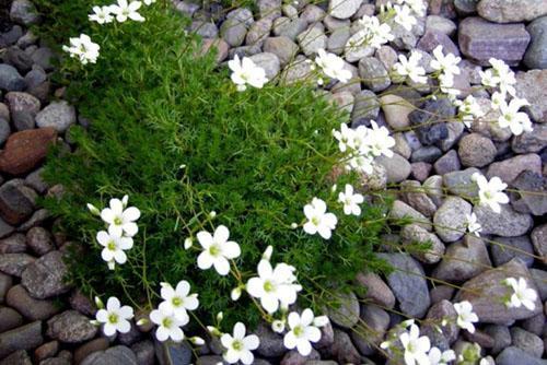 roseau saxifrage