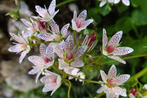 saxifrage à feuilles rondes