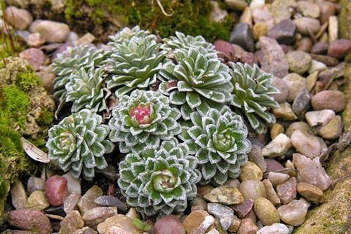 saxifrage paniculata