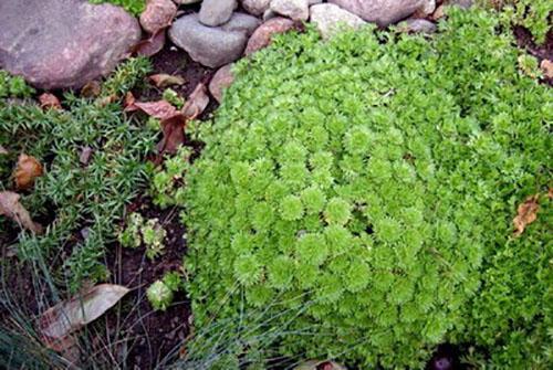 saxifrage ombragé