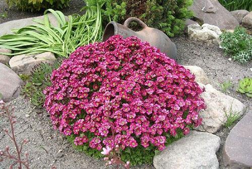 saxifrage sur un toboggan alpin