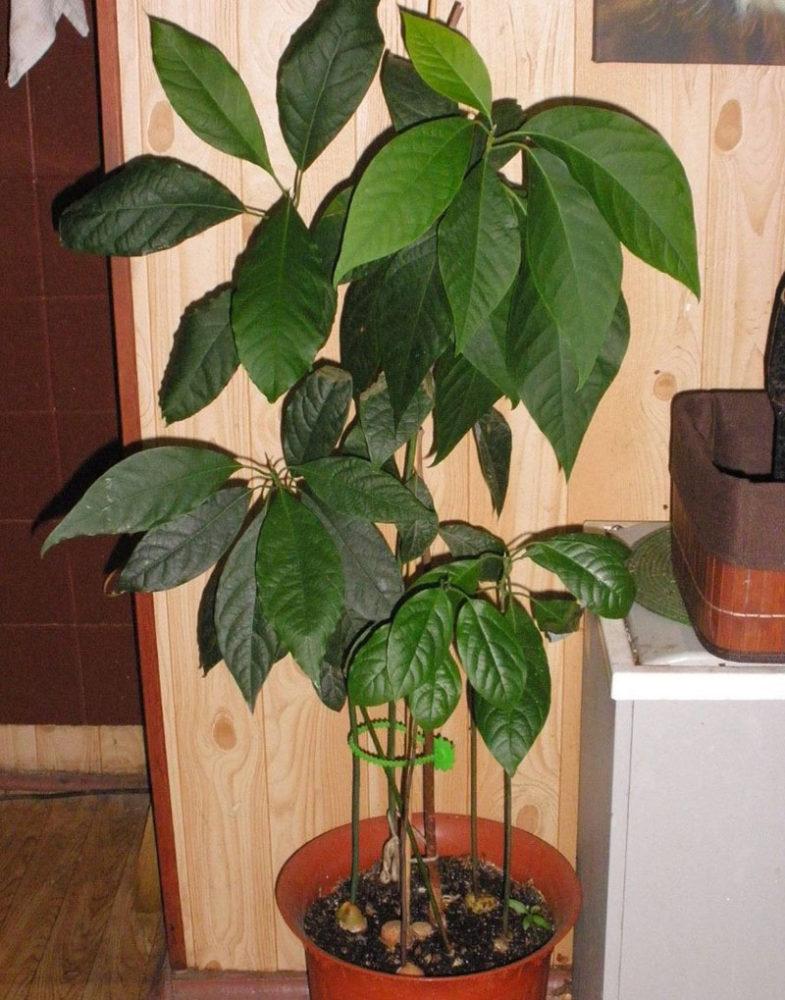 cultivo de aguacates en casa