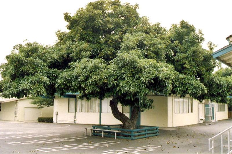 el aguacate es un árbol