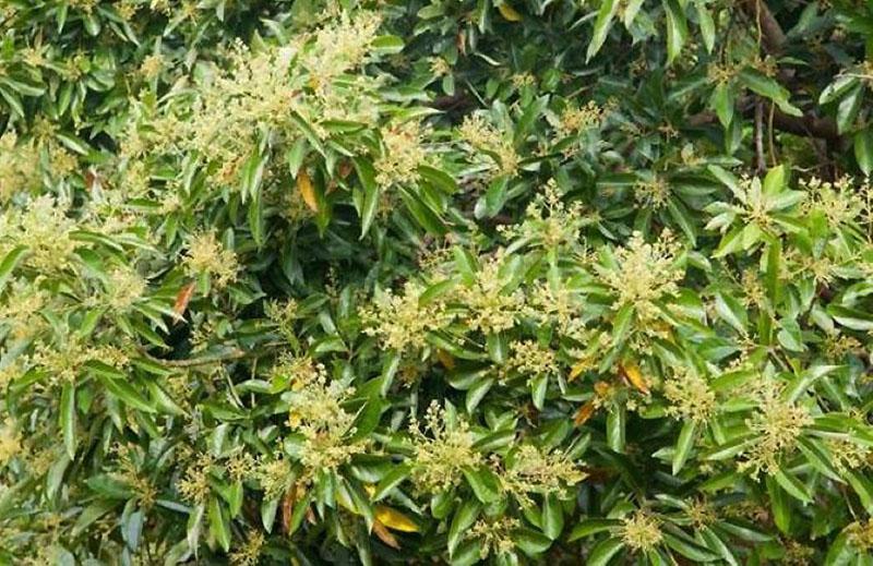 flores de aguacate