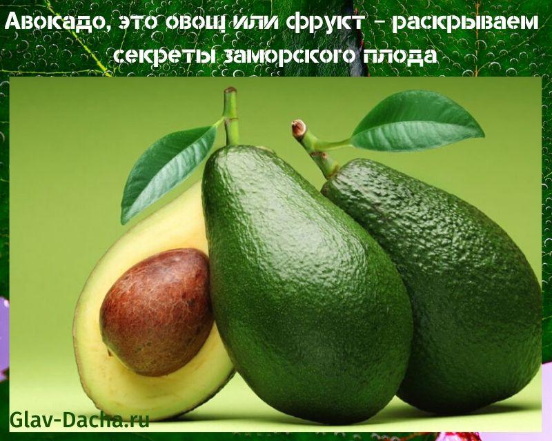 el aguacate es una verdura o fruta