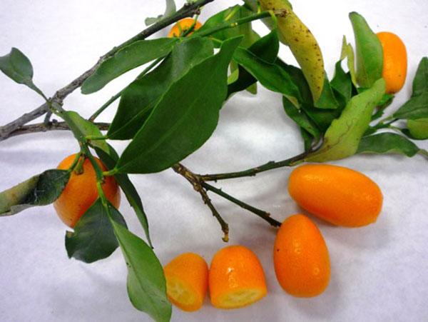 kumquat sain et savoureux