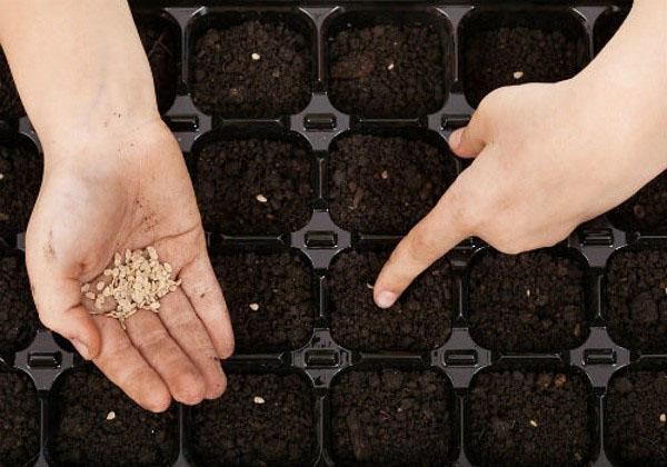 semer des graines pour les semis