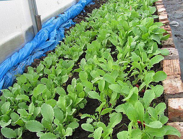 premiers légumes en serre