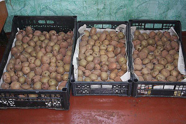préparer les pommes de terre pour la plantation