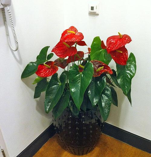 Anthurium a besoin d'arrosages fréquents sans eau stagnante dans le pot