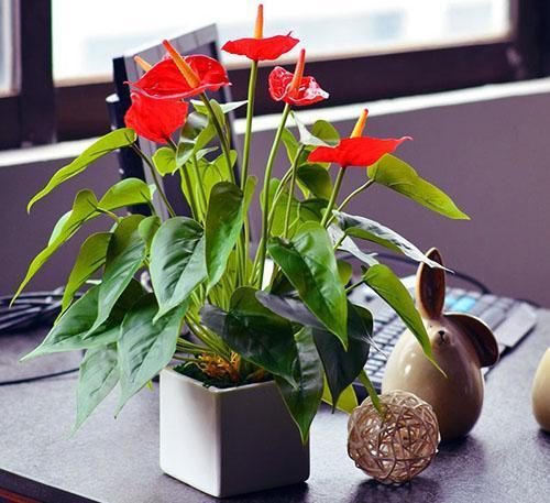 Anthurium plaît à un jardinier attentionné par son apparence et sa floraison