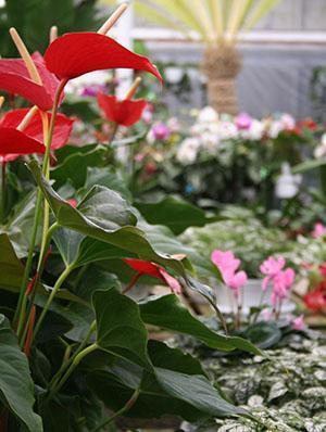 Les anthuriums deviendront une belle décoration d'intérieur s'ils fleurissent