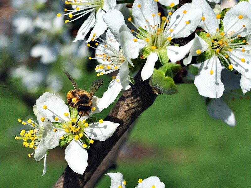 l'abeille pollinise