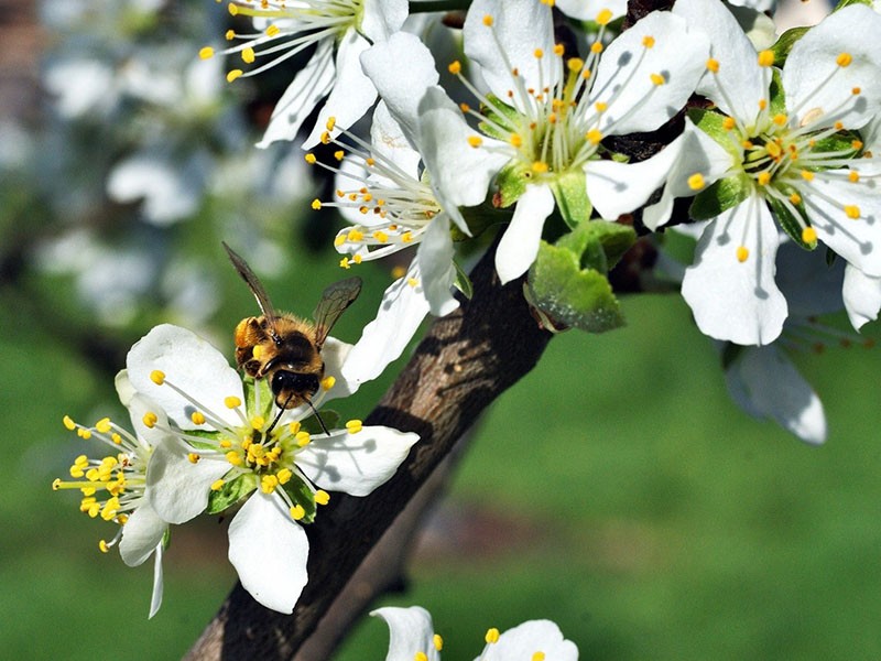 la abeja está polinizando