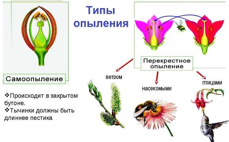 types de pollinisation