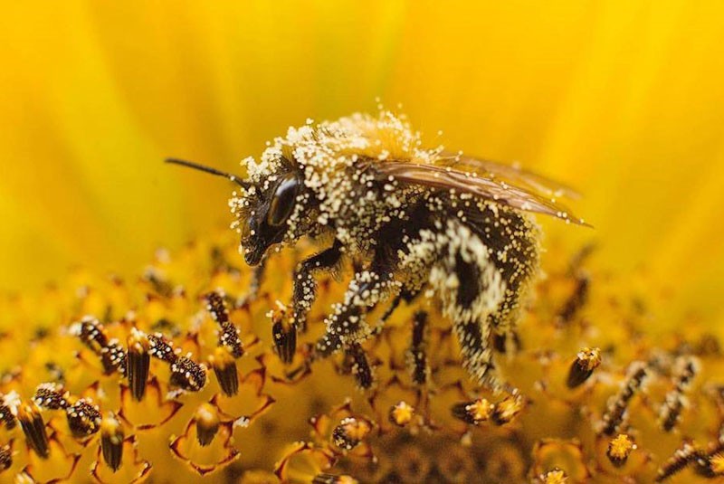 pollinisation des variétés autofertiles