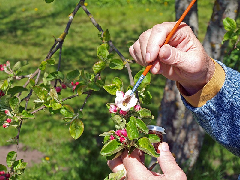 pollinisation artificielle des arbres du jardin