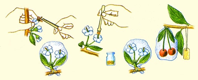 processus de pollinisation manuelle
