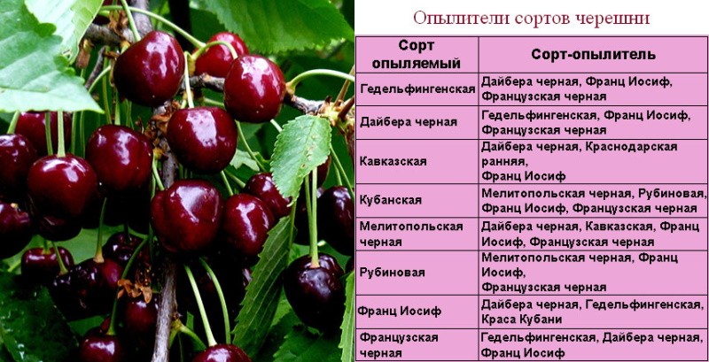 pollinisateurs des variétés de cerises douces