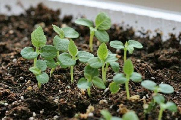 propagation des graines d'actinidia