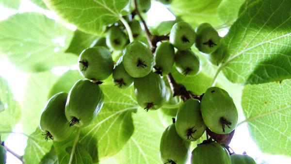 deliciosos frutos de actinidia