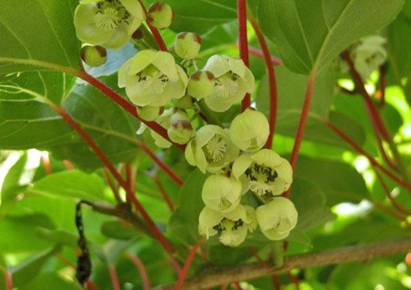 actinidies en fleurs