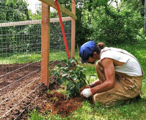 planter des actinidies