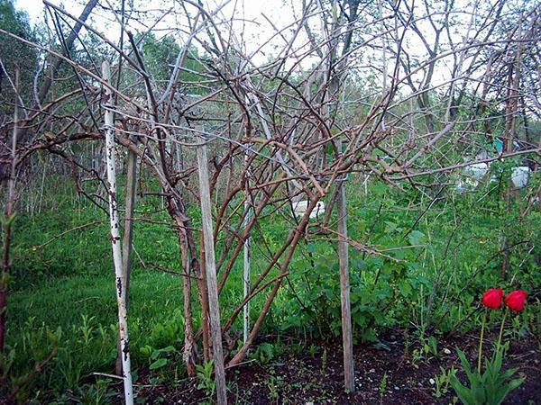 actinidia en primavera