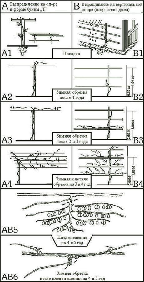 élagage des actinidies