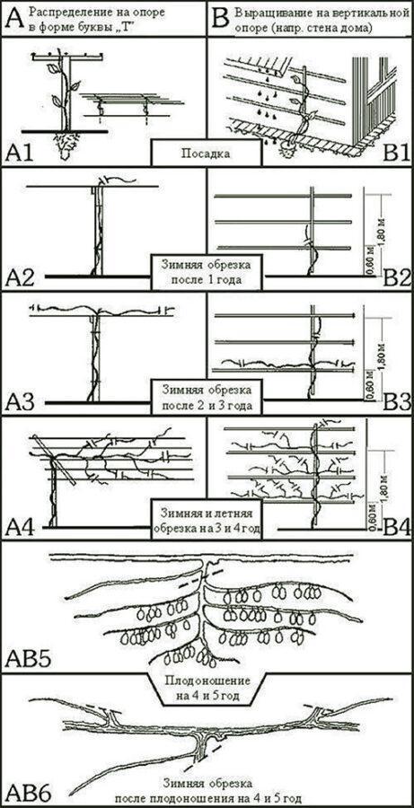 actinidia de poda