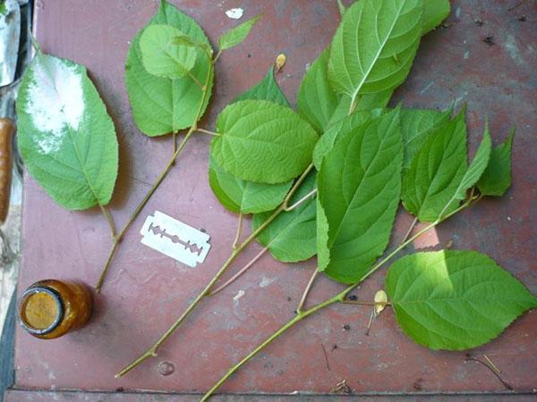 esquejes de actinidia