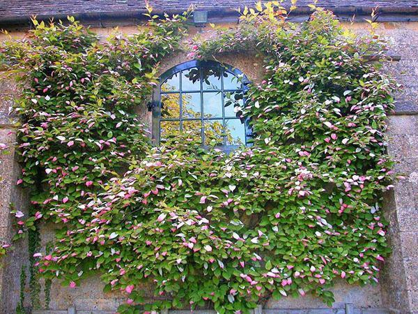 actinidia en la decoración