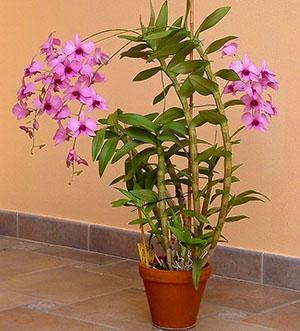 Un type d'orchidée dendrobium à la maison