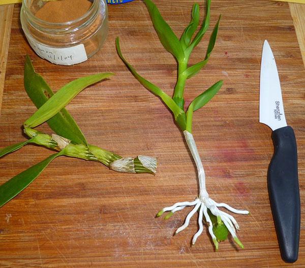 Roseta de la hija de la orquídea dendrobium