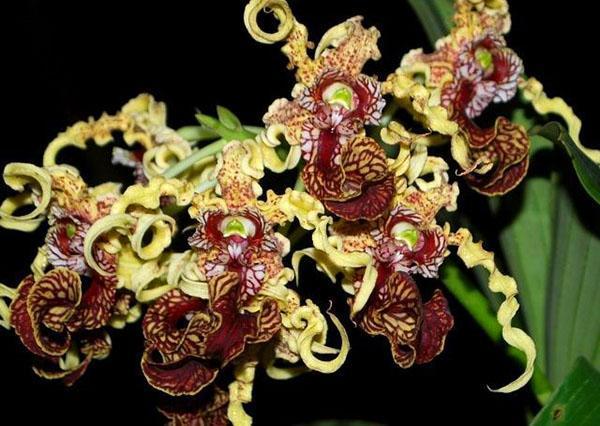 Floraison inhabituelle des orchidées dendrobium