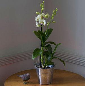 La orquídea Dendrobium comienza a florecer