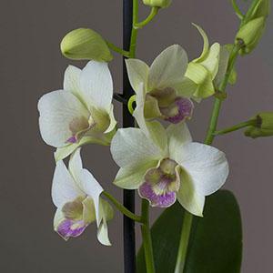 Floración de orquídeas Dendrobium nobile