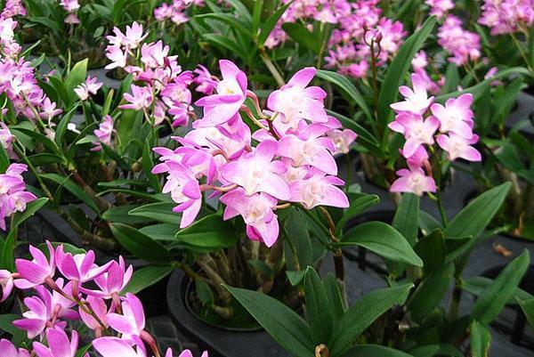 Orquídea Dendrobium en invernadero