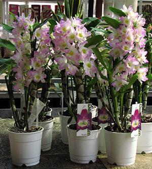 Con suficiente iluminación, la orquídea dendrobium agrada con una exuberante floración.