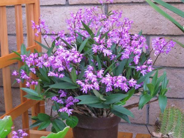 El crecimiento activo y la floración de la orquídea dendrobium ocurre en los meses de verano.