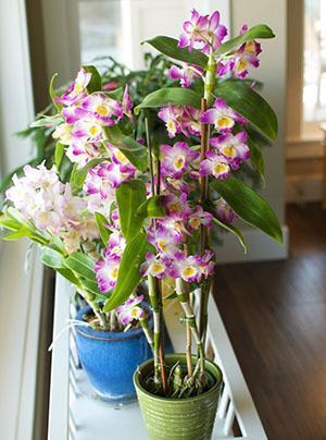 Orquídea Dendrobium en el interior.